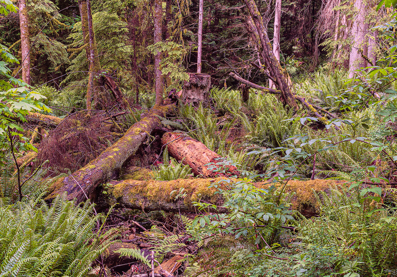 Bowen-Isl.20250529.5066.jpg